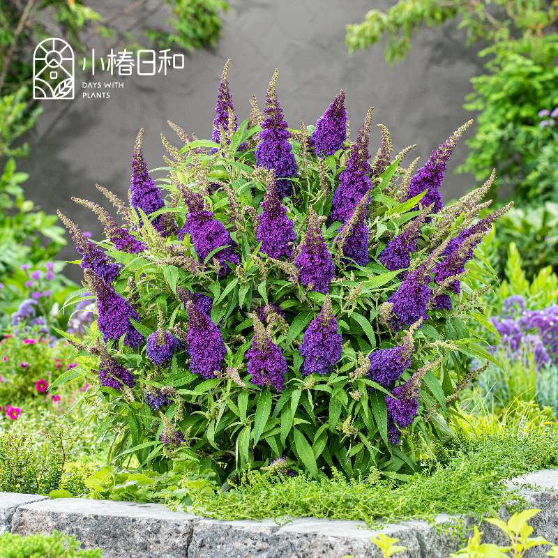 小椿日和矮生醉鱼草蝴蝶糖果系列超新款花卉庭院盆栽耐热耐寒植物