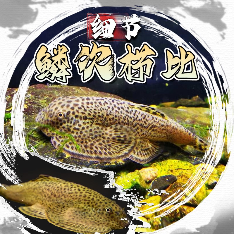 贵州爬岩鳅冷水清道夫不加温鱼缸清洁工具观赏鱼双吸盘吸鳅琵琶鱼