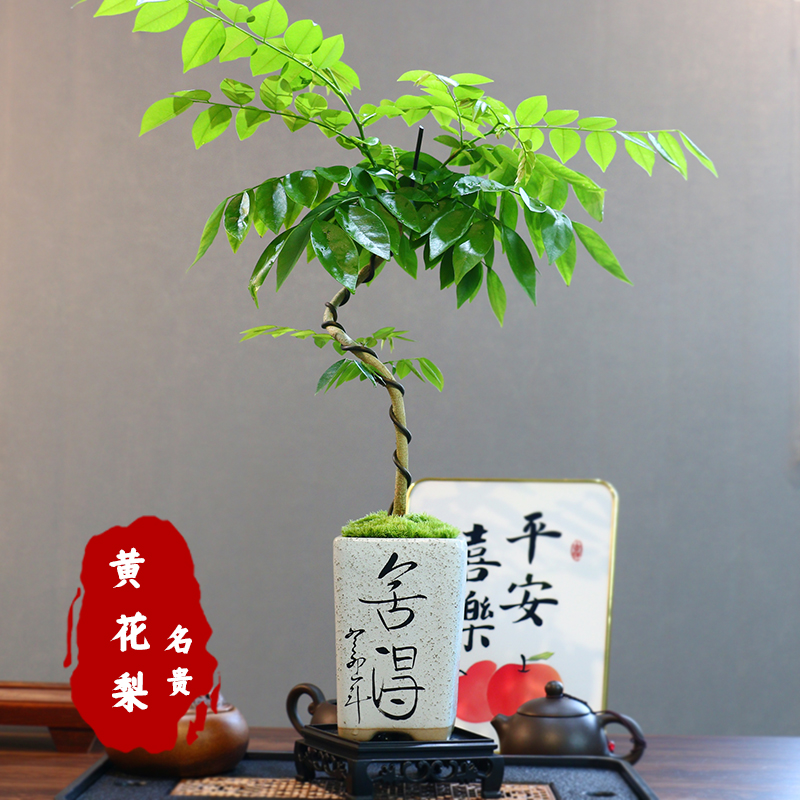 黄花梨盆栽阳台办公室绿植好养活植物四季原生苗庭院名贵树苗盆景