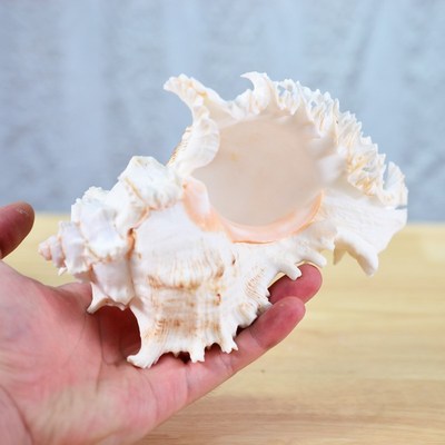 天然大号海螺千手刺骨螺壳家居工艺品鱼缸装饰礼品带木质摆件底座