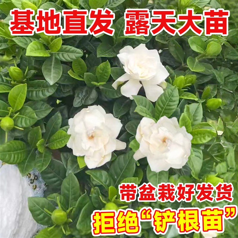 小叶栀子花盆栽带花苞老桩盆景独杆桅枝树苗牡丹四季开花卉绿植物