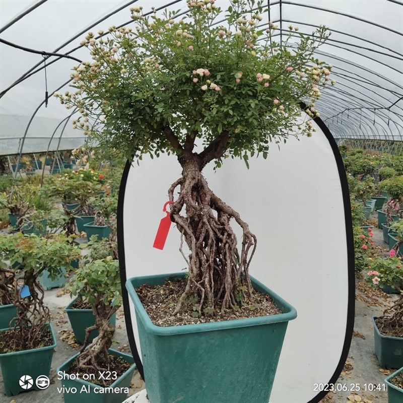高提根造型盆景月季躲躲藏藏老桩提根月季盆景多季重复开花捉迷藏