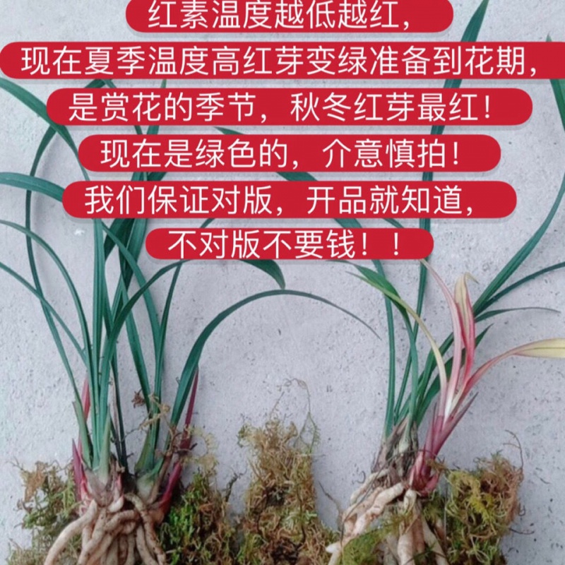 超低价  兰花 建兰 四季红素 红草 浓香 红花 盆栽 室内