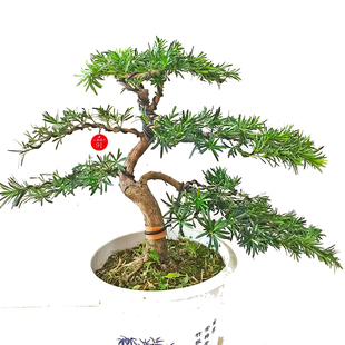 罗汉松盆景主干自然弯曲南通雀舌造型树桩盆栽绿植花卉店主推荐