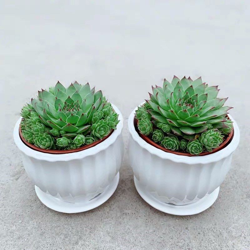 子孙满堂多肉植物观音莲客厅花卉盆栽四季好养花草室内绿植四季常