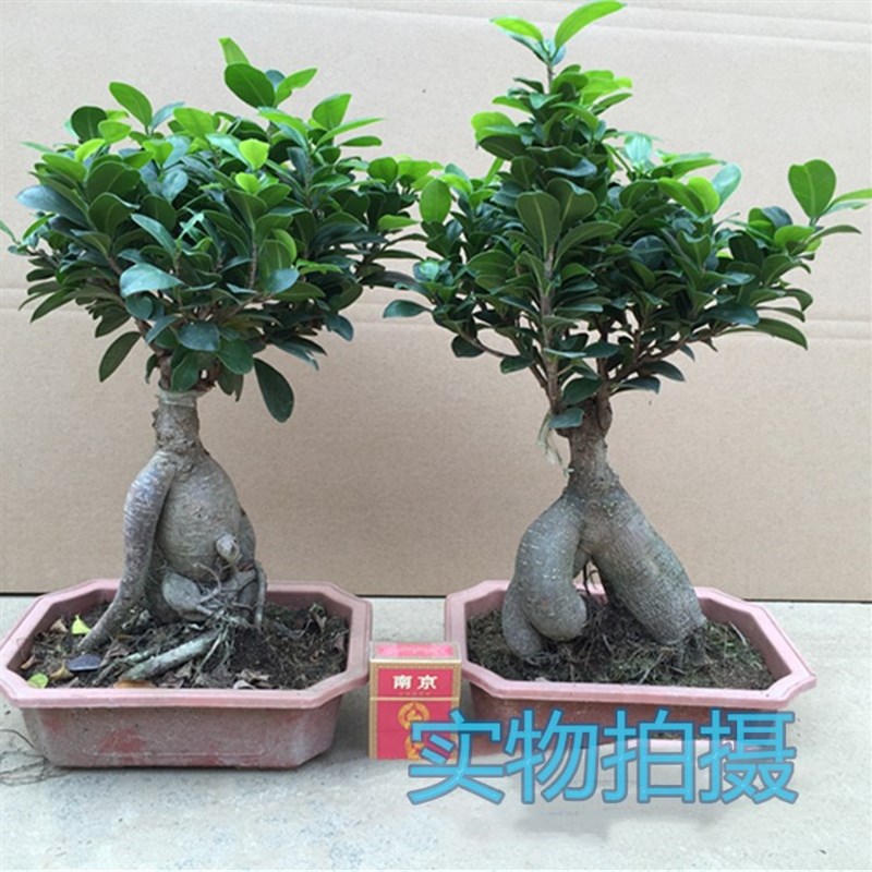 人参榕树盆景树桩造型客厅花卉植物室内四季常青绿植小叶榕树盆栽