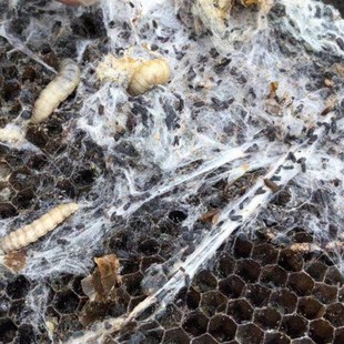 巢虫药巢虫一喷灵白头蛹棉虫药巢虫木片康宽巢虫净棉虫净巢虫灵