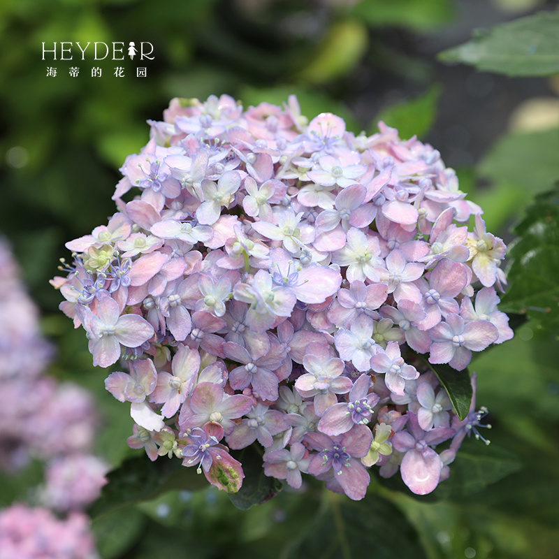海蒂的花园 有松仙气感精致可调色大花绣球阳台庭院花卉植物盆栽