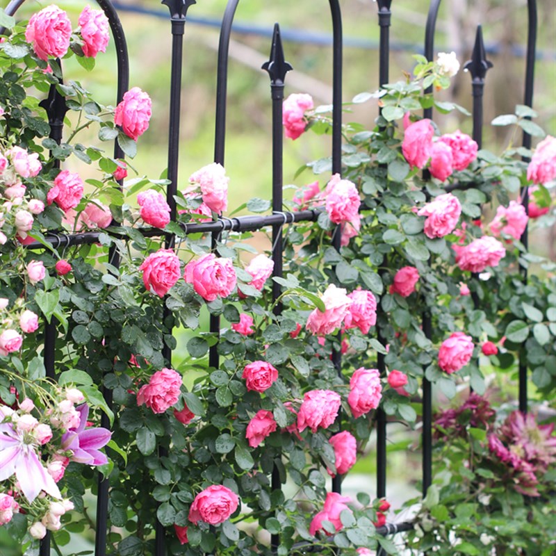 铁艺组装爬藤花屏花架月季铁线莲爬藤架黄瓜豆角支架牵牛花攀爬架