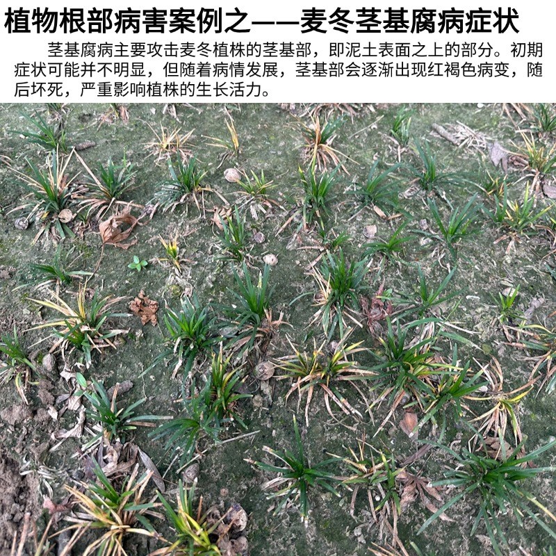 元气至含腐殖酸水溶肥植物根腐菌剂+黄杨叶枯萎麦冬烂根防治技术