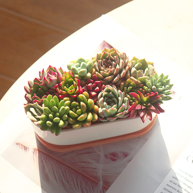 镜绿繁花似锦【成品发货】多肉植物组合新款肉肉室内花卉陶瓷盆栽