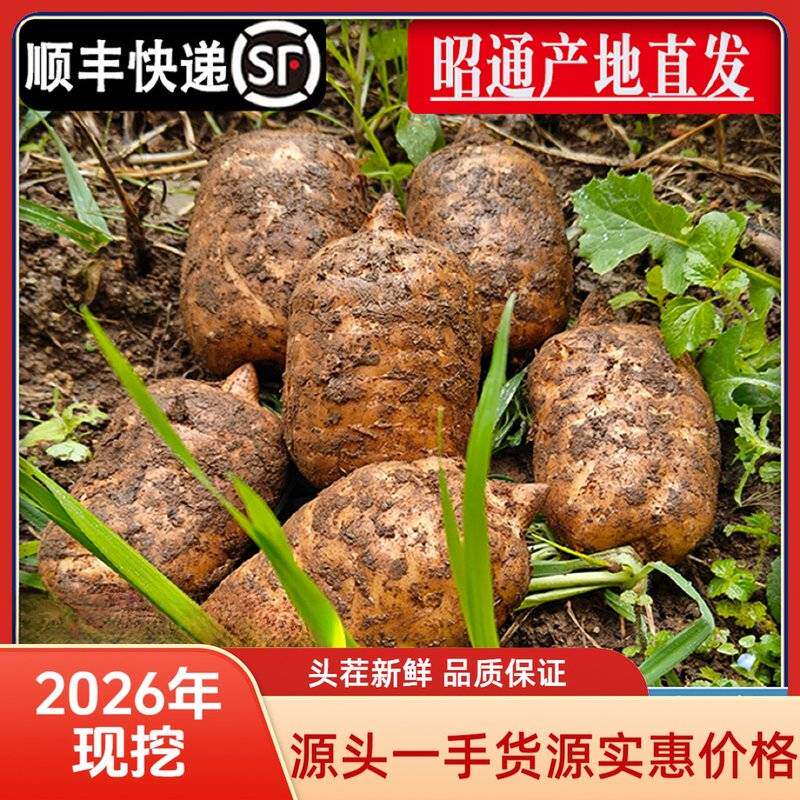2026年新麻顺丰快递现挖昭通新鲜天麻小草坝乌天麻产地直发