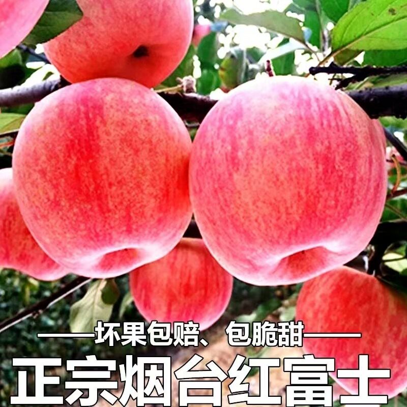 10斤特大果正宗烟台红富士苹果脆甜冰糖心苹果产地直发水果