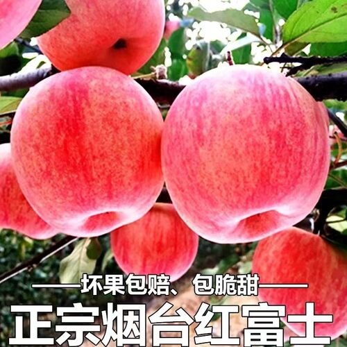10斤特大果正宗烟台红富士苹果脆甜冰糖心苹果产地直发水果
