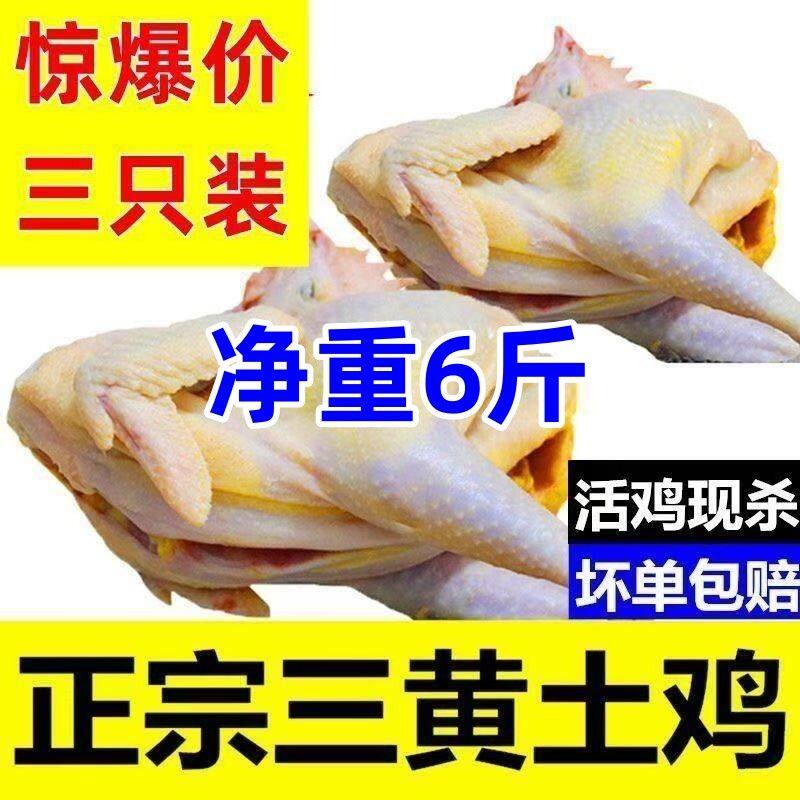拍两只送1只3只三黄鸡童子鸡农家散养土鸡三只毛重10斤净重6斤