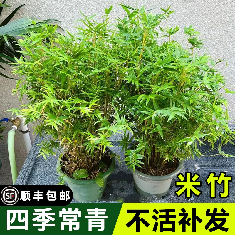 水培米竹盆栽室内植物小叶绿植矮化竹子苗办公桌面观赏凤尾竹盆景