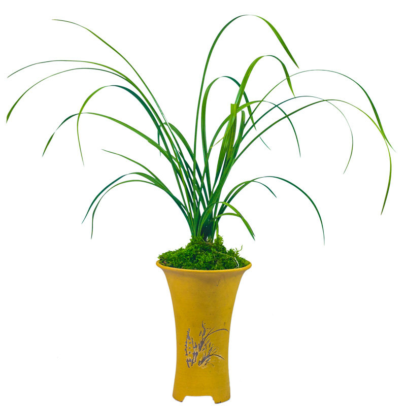 大一品兰花盆栽植物名贵国兰蕙兰程梅兰草带花苞绿植大众国兰场,鲜花速递/花卉仿真/绿植园艺,时令草本花卉,淘宝优惠券,粉丝福利购,淘宝优惠卷