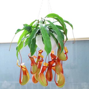 猪笼草盆栽室内客厅四季 花卉阳台食虫驱蚊捕蝇草庭院好养吊兰植物
