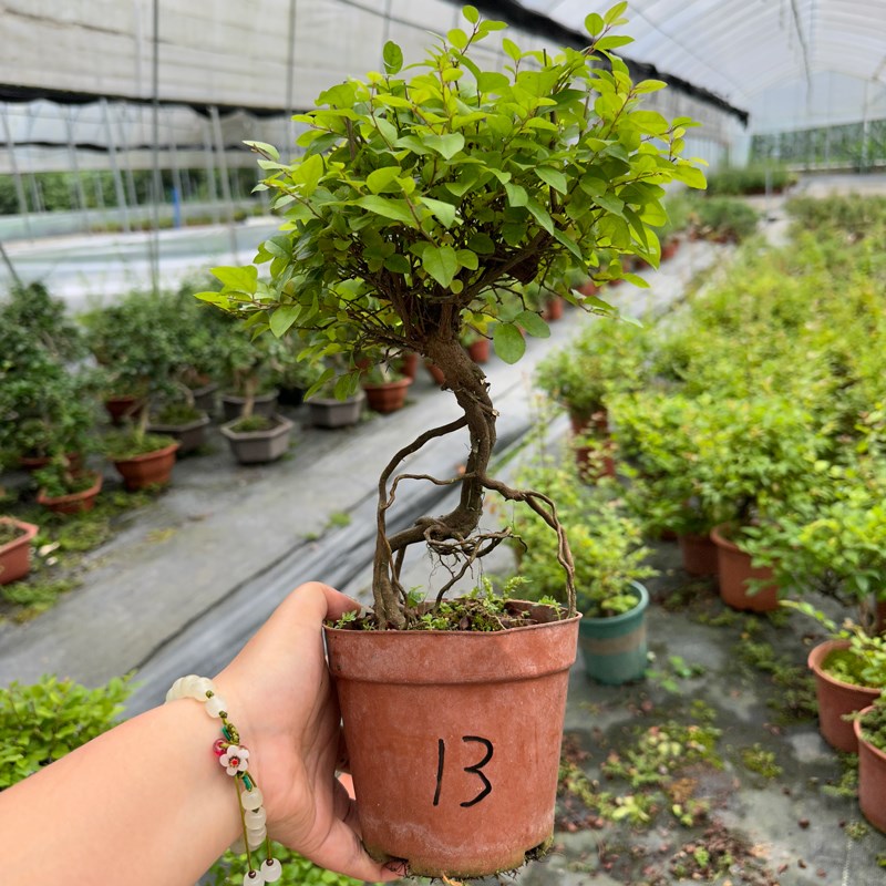 雀梅树苗一物一拍阳台茶室客厅好养造型小盆景室内桌面小植物绿植