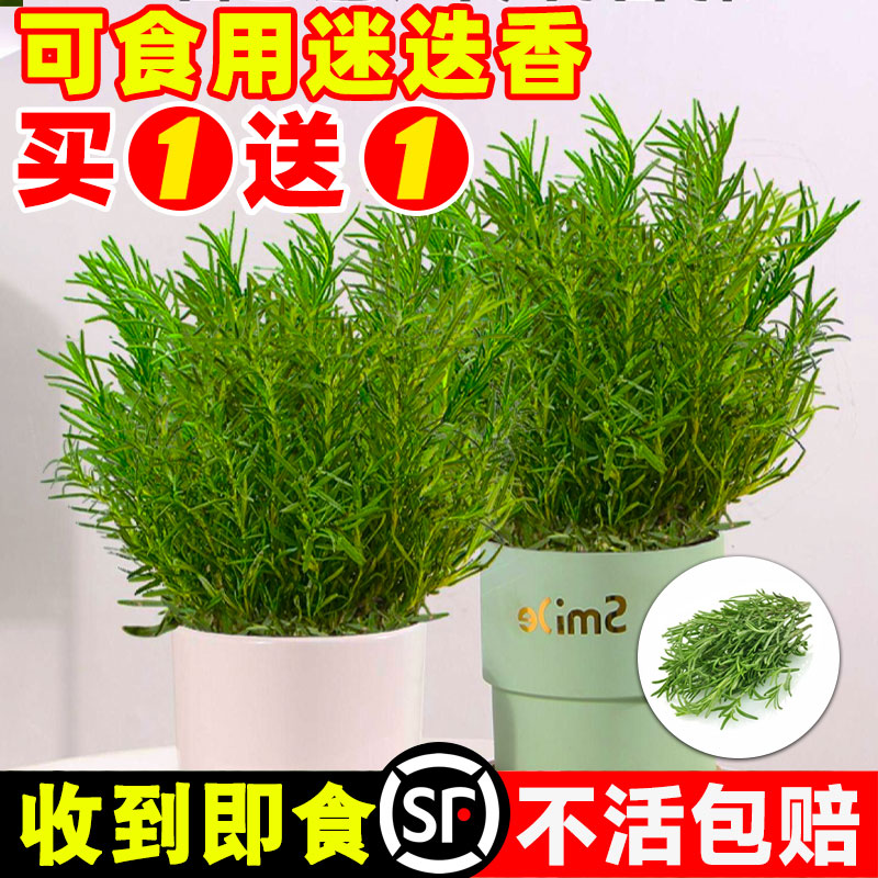 迷迭香盆栽可食用香草牛排用驱蚊植物新鲜水培花卉绿植百里香调料