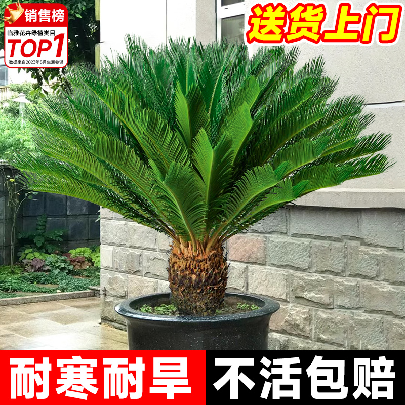 铁树盆栽大型龙铁树绿植盆景客厅室内旺宅树苗树木大盆植物除甲醛