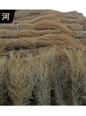 姚河竹枝金枝竹苗竹条扫帚条竹扫把原材料植物竹子毛竹落叶老枝户