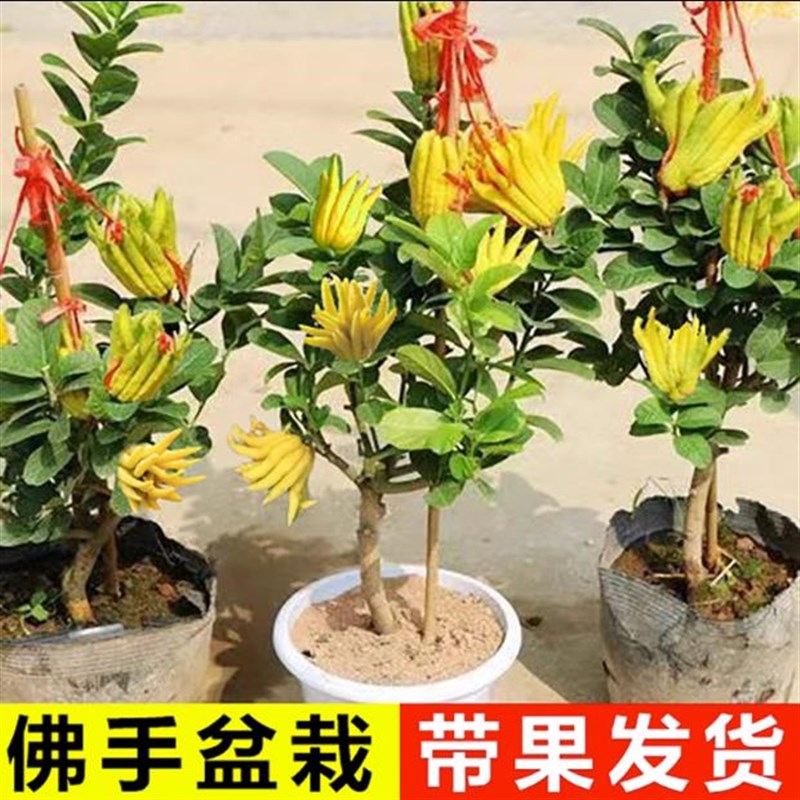 佛手柑树苗盆栽带果可食用原土球发货盆景阳台庭院观果植物好养活
