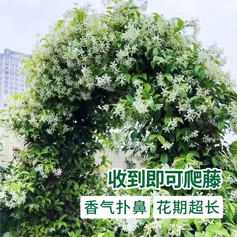 风车茉莉爬藤植物浓香型络石藤花卉室外阳台庭院四季开花耐寒盆栽