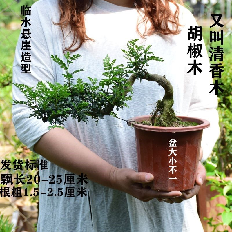 榕树罗汉松榆树福建茶栀子花植物绿植观叶盆栽室内,鲜花速递/花卉仿真/绿植园艺,大型绿植/成品组合盆栽,淘宝优惠券,粉丝福利购,淘宝优惠卷