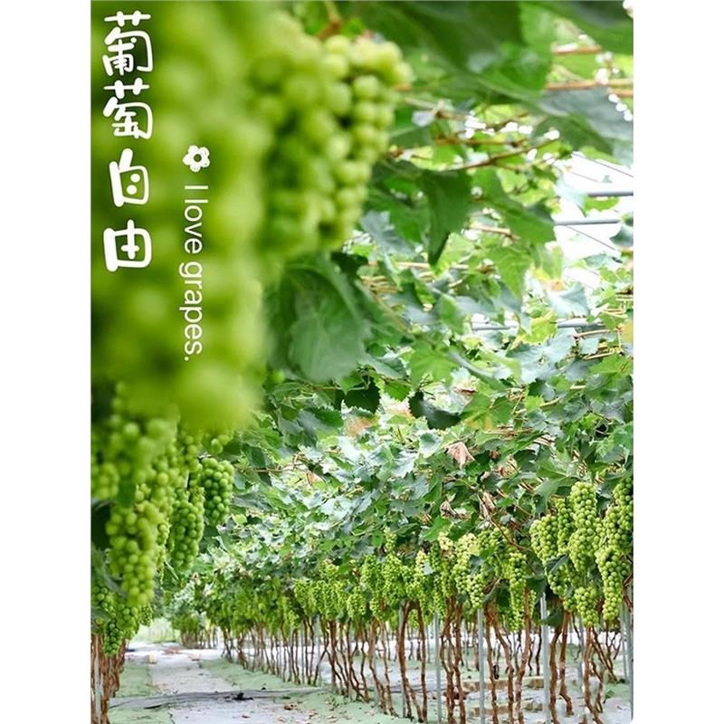 巨峰葡萄树苖阳光玫瑰葡萄苗耐寒南方北方种植果树苗盆栽庭院爬藤