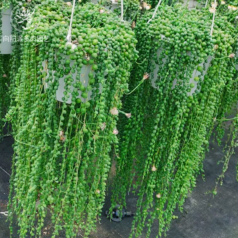 佛珠情人泪一物一拍吊兰盆栽带盆栽好垂吊珠帘菊科多肉植物向阳派