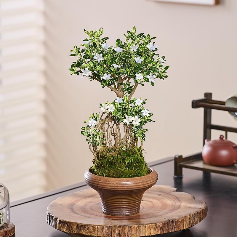六月雪苔藓球盆栽水培植物老桩提根花卉植物办公室阳台桌面绿植