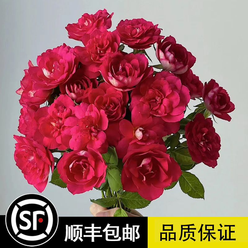 草莓香味品种灌木月季马萨德医生大花浓香玫瑰阳台花园露台花卉