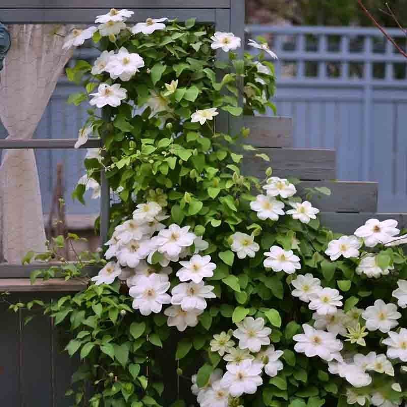 格恩西岛铁线莲花盆栽爬藤植物大苗重瓣大花藤本花卉无刺攀爬耐热,鲜花速递/花卉仿真/绿植园艺,绣球/木绣球/木本植物,淘宝优惠券,粉丝福利购,淘宝优惠卷