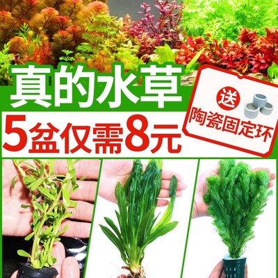 净化花草鱼缸里的水草植物草水族热带鱼养生态缸冷水布景种植观