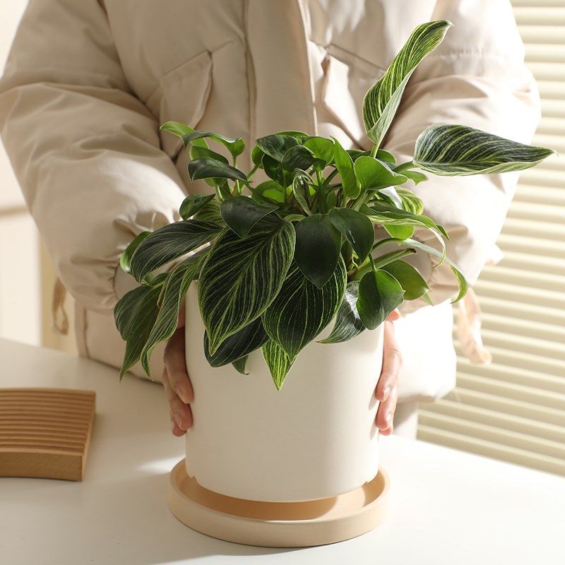 简约素烧陶瓷花盆绿萝多肉盆栽白色粗陶土盆兰花大号口径带托盘