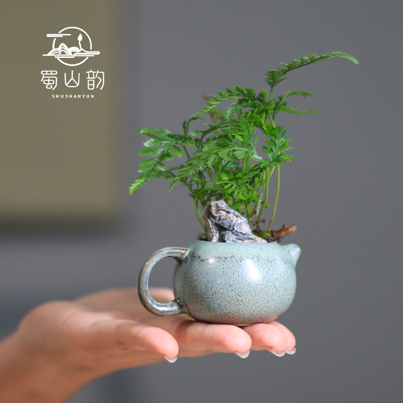 蕨类植物狼尾蕨迷你盆栽小型桌面绿植好养办公室内耐阴微型盆景