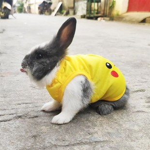 兔子衣服背心保暖垂耳兔子用品侏儒安哥拉兔成年宠物幼兔可爱保暖