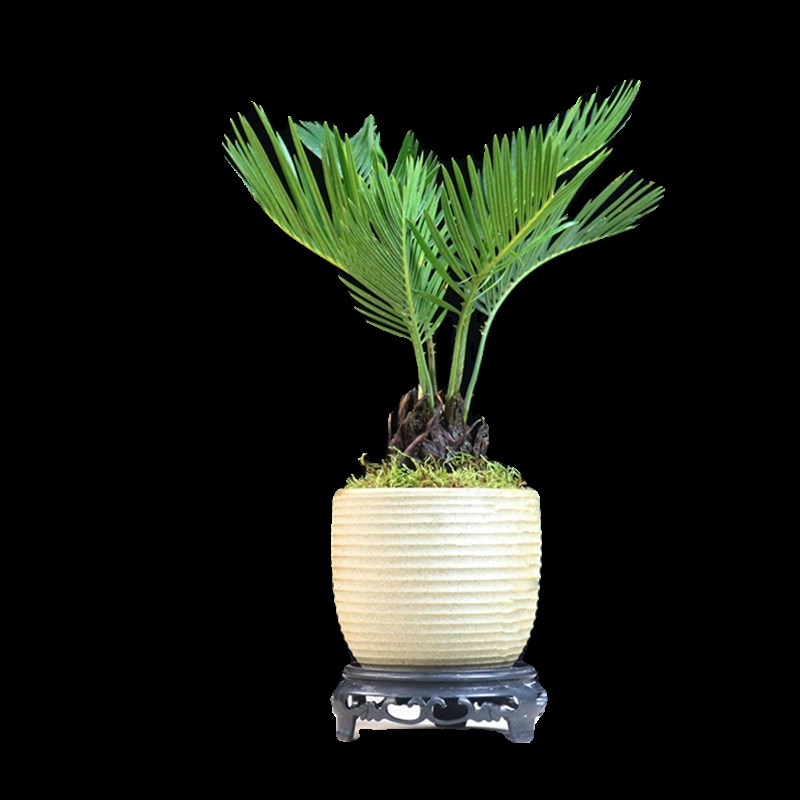 铁树盆景茶台桌面精品小绿植摆件室内办公室植物苏铁微型盆栽好养