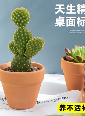多肉植物组合小盆栽迷你仙人掌室内桌面仙人球高端花卉绿植含盆土