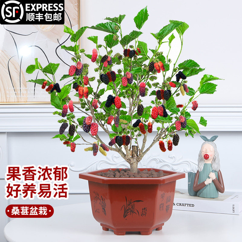 桑葚盆栽树苗结果四季桑葚树阳台庭院食用桑叶花卉绿植果树大苗图片