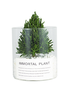 放青松 保鲜植物桌面摆件家居饰品高级感办公室装饰客厅酒柜摆设