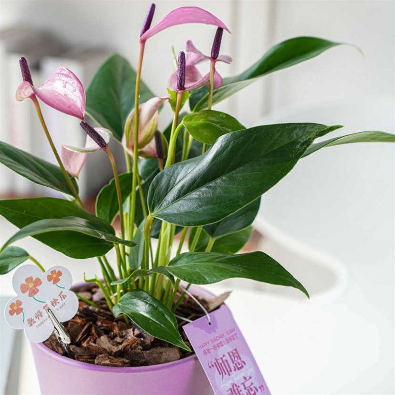 教师节花束 紫掌齐祖室内桌面绿植盆栽送女老师礼物贺卡感谢栽培