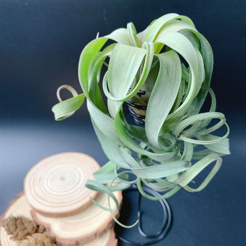 小号花卷-- 优选空气凤梨空凤无土植物办公室家居绿植