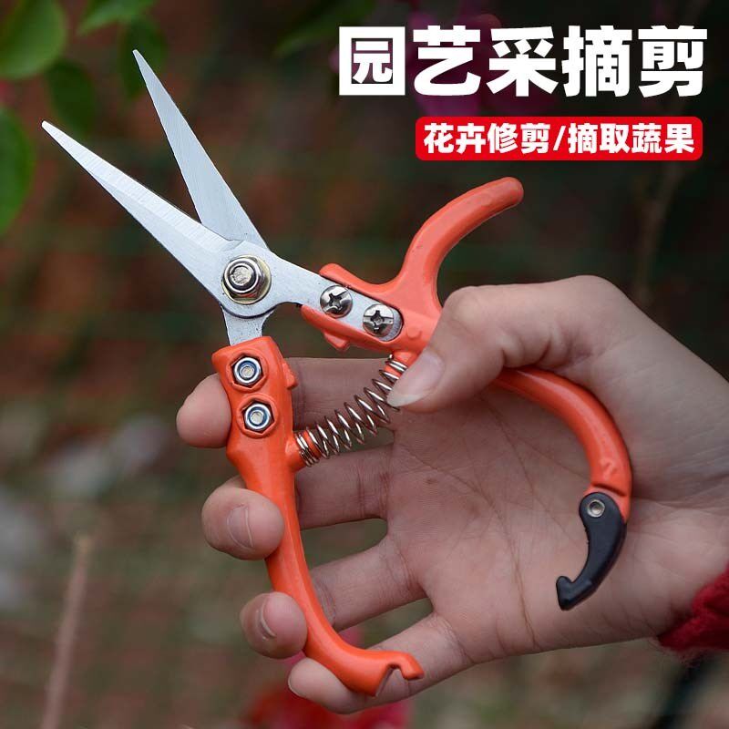 修枝剪刀家用稀果剪翘头剪葡萄的剪刀不锈钢修果弯头蔬果修枝剪子