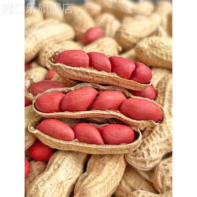 2023新货红皮花生带壳晒干生的农家种子新鲜四粒红衣熟花生花生米