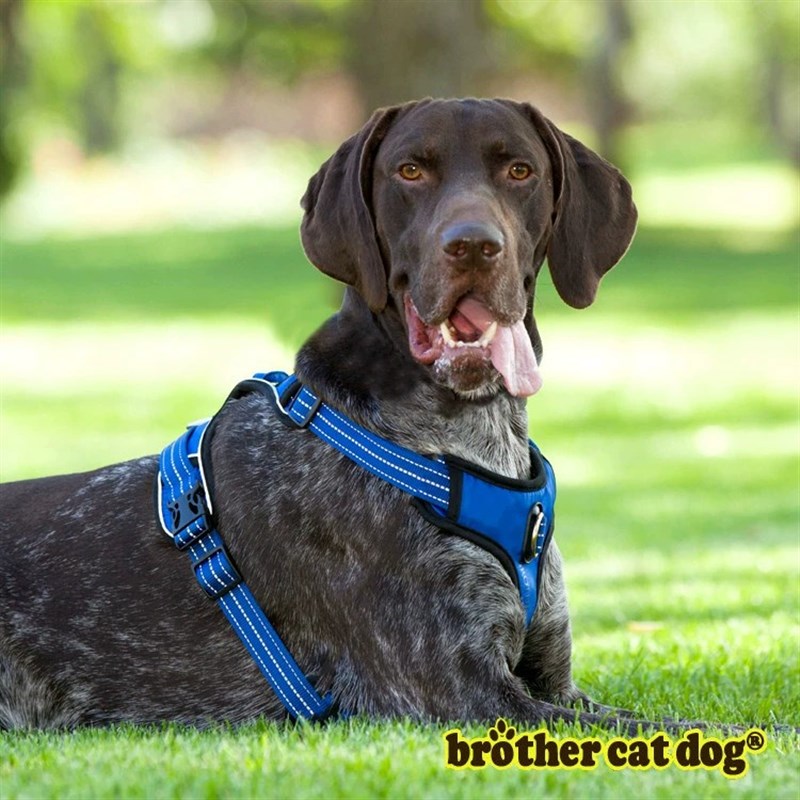 狗狗牵引绳胸背式可爱狗子宠物胸背带柯基背带外出夜间反光狗用品