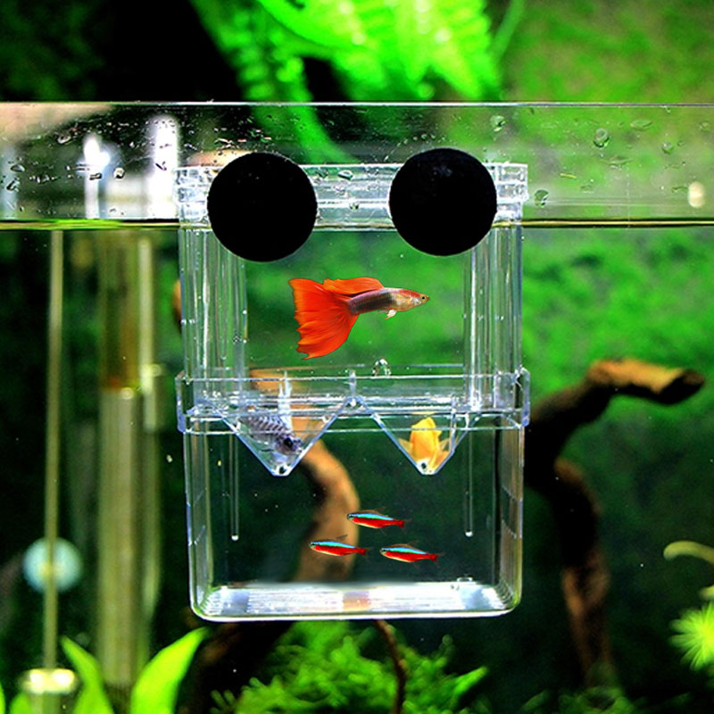 鱼缸水族箱悬浮隔离盒鱼苗孔雀鱼幼鱼孵化盒保护盒大号