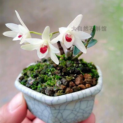 福建丹霞铁皮石斛苗袖珍白花铁皮白花红米铁珍贵中药材石斛兰盆栽