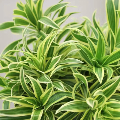 金边百合竹大盆栽室内客厅绿植净化空气老桩百合竹北欧风网红植物